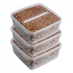 Buy Three Extra Large Magic Mushroom Grow Kits Package deal