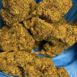 Master Kush [ IMPORT ] 3.5G, 24% THC