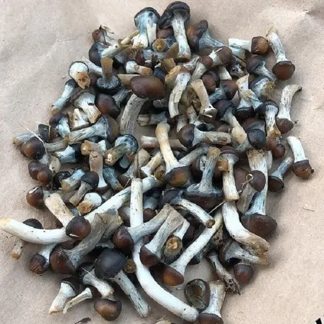 Psilocybe Baecoystis