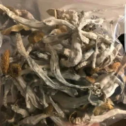 Psilocybe Cubensis