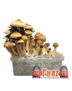Psilocybe Cubensis Thai