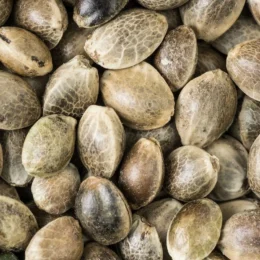 Pure Quality UK Cheese Seeds (5 Seeds)