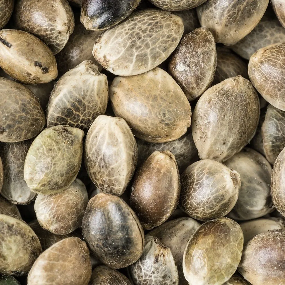 Pure Quality UK Cheese Seeds (5 Seeds)