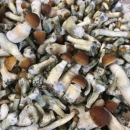 Psilocybe Cyanescens