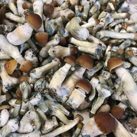 Psilocybe Cyanescens