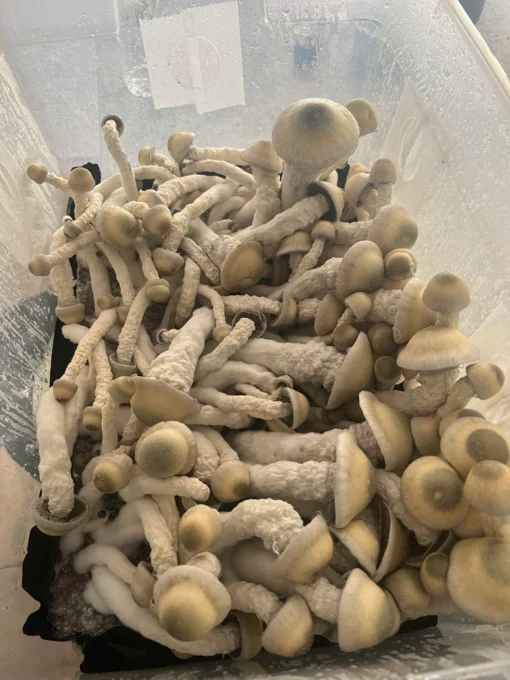 Thrasher Mushrooms For Sale