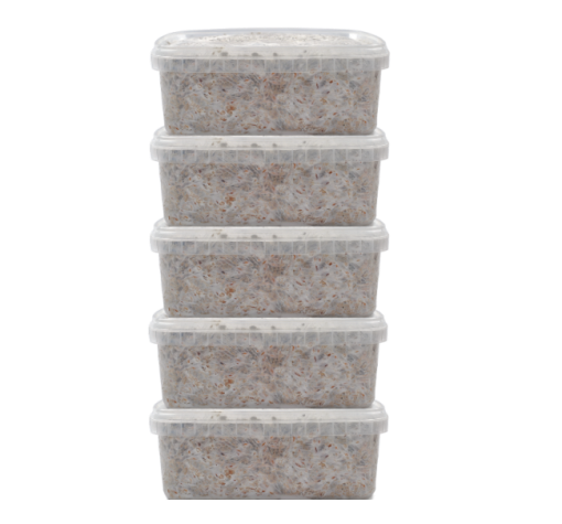 Magic Mushroom Grow kits