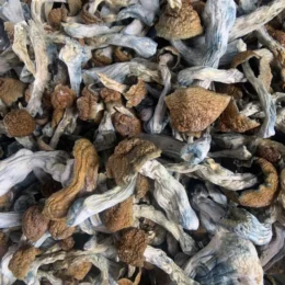 Buy Magic Mushrooms Online