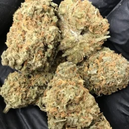 Mango Haze [ HYBRID ] 3.5G