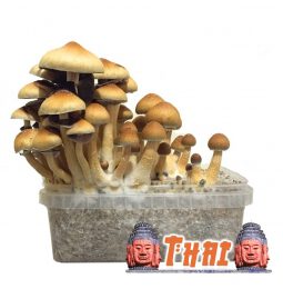 Psilocybe Cubensis Thai