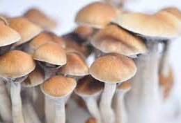Psilocybe Cubensis McKennaii