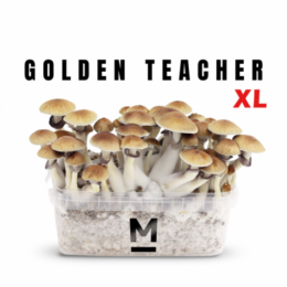 Magic Mushroom Grow Kit Golden Teacher