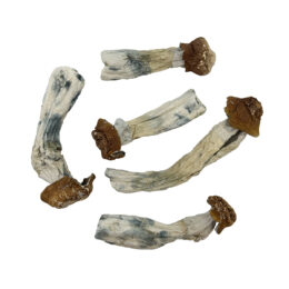 Alacabenzi Magic Mushrooms