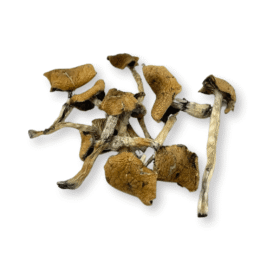 Escondido Magic Mushrooms