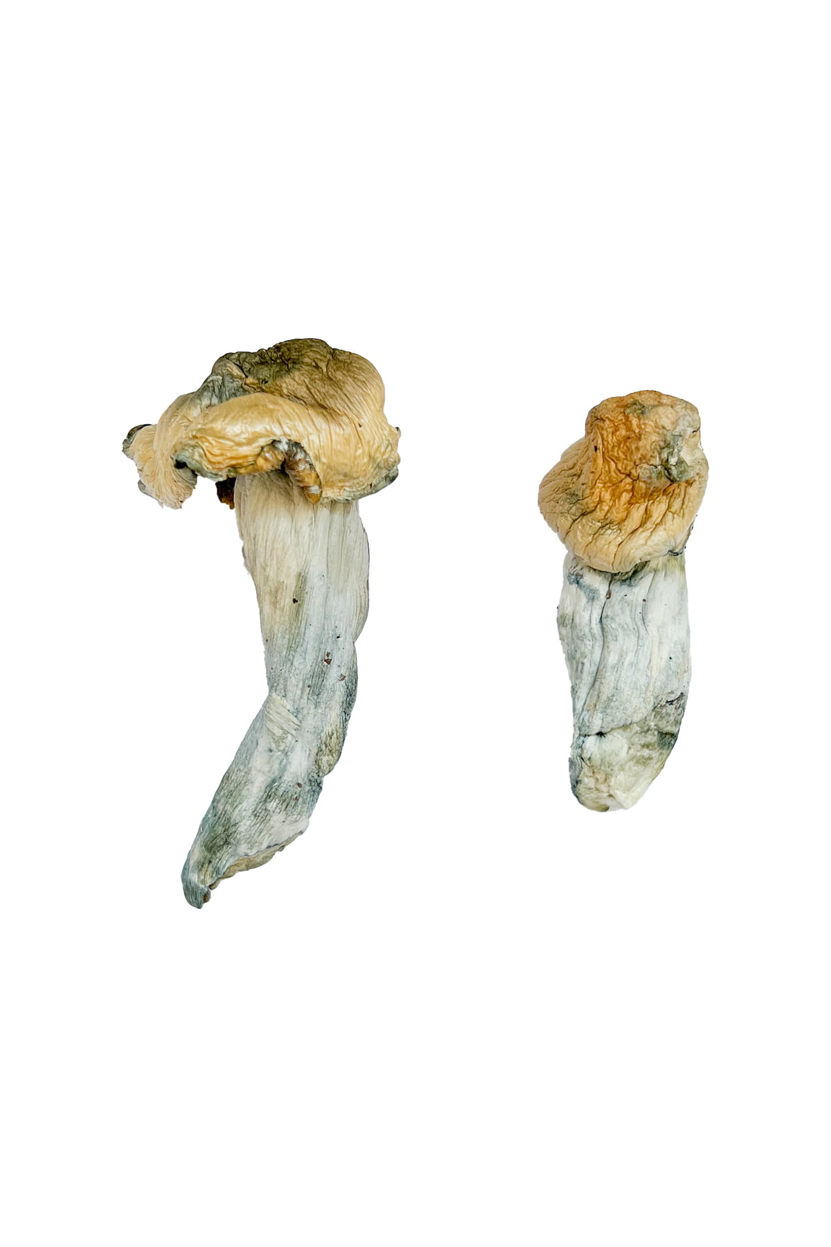 Gold-Member Magic Mushrooms