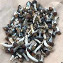 Psilocybe Baecoystis