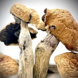 Lizard King Magic Mushrooms For sale