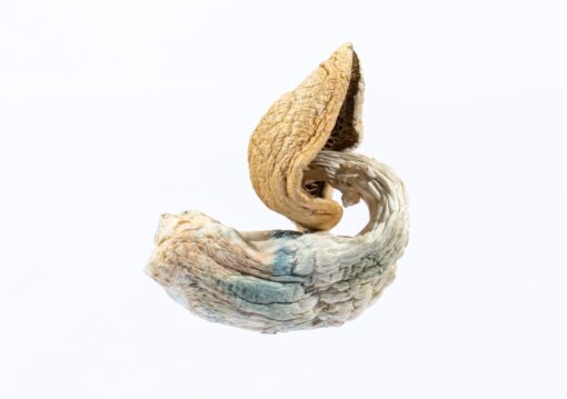 Blue Goba Magic Mushroom For Sale - Image 2