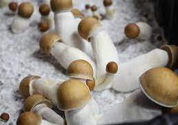 Buy Penis Envy Mushroom online