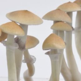 Cambodian Cubensis