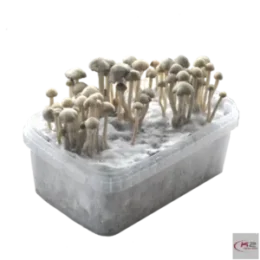 Copelandia Hawaiian Grow Kit