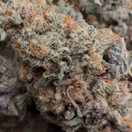 Purple Guava Dawg [ INDICA ] 3.5G