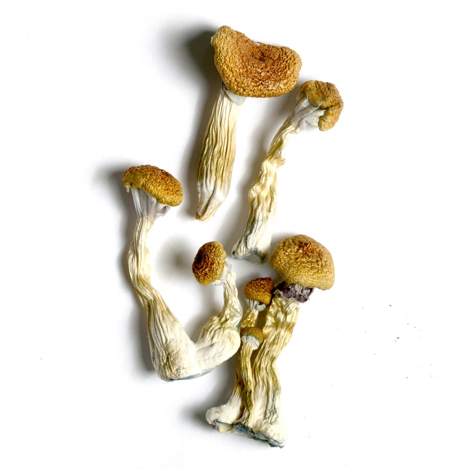 GOLDEN MAMMOTH MAGIC MUSHROOM