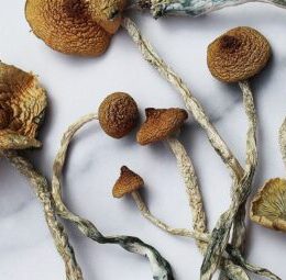 Mazatepec Magic Mushroom For Sale